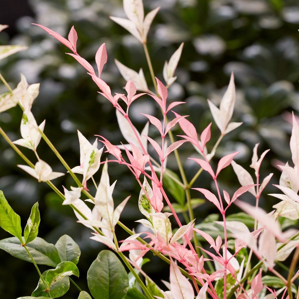 <I>Nandina domestica</i> 'Twilight' (PBR)