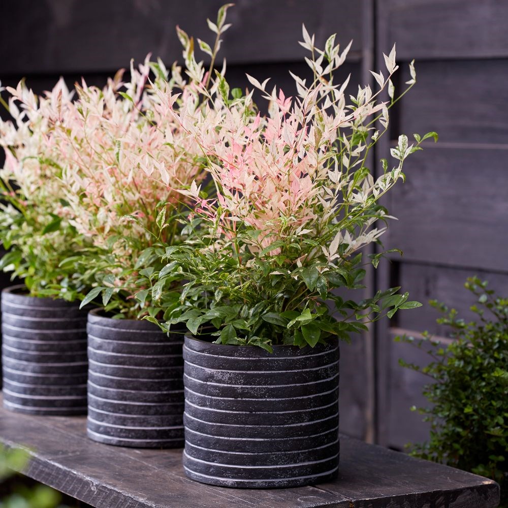 <I>Nandina domestica</i> 'Twilight' (PBR)