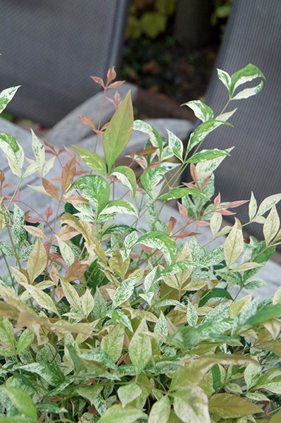 <I>Nandina domestica</i> 'Twilight' (PBR)