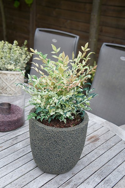 <I>Nandina domestica</i> 'Twilight' (PBR)