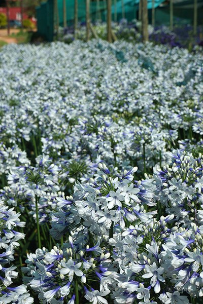 <i>Agapanthus</i> <b class=small-caps>Twister</b> ('Ambic001') (PBR)