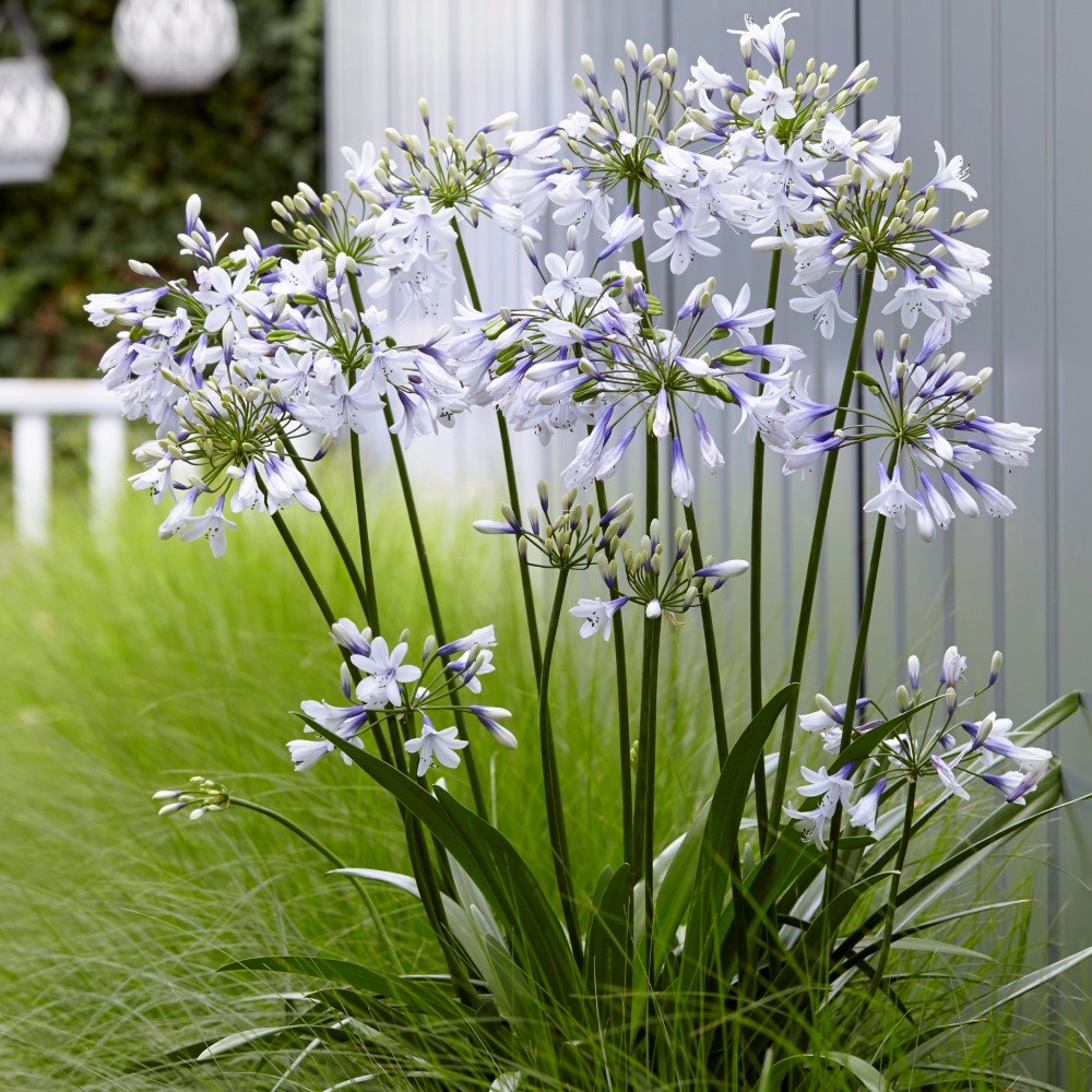 <i>Agapanthus</i> <b class=small-caps>Twister</b> ('Ambic001') (PBR)