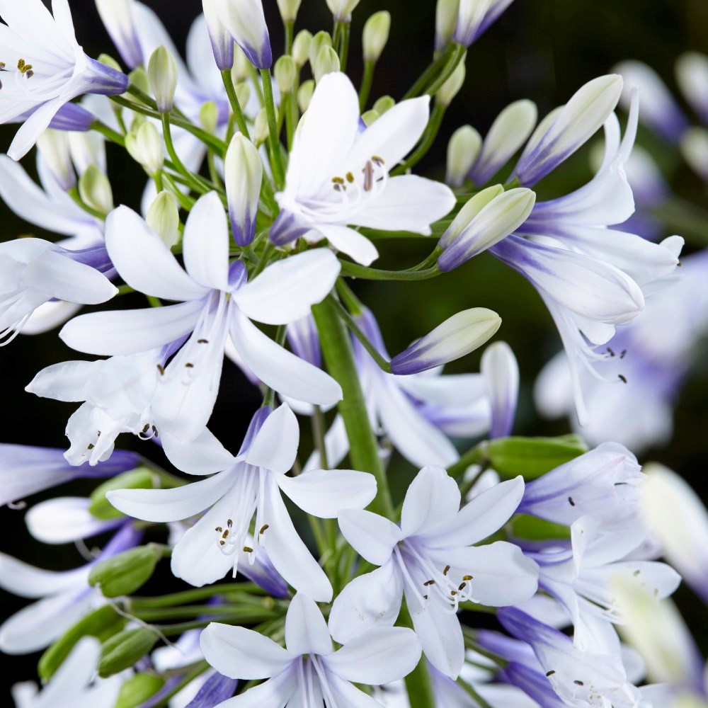 <i>Agapanthus</i> <b class=small-caps>Twister</b> ('Ambic001') (PBR)
