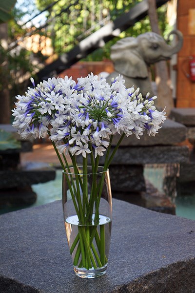 <i>Agapanthus</i> <b class=small-caps>Twister</b> ('Ambic001') (PBR)