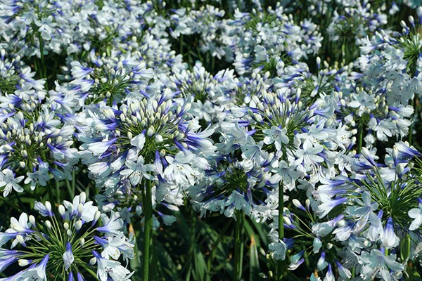 <i>Agapanthus</i> <b class=small-caps>Twister</b> ('Ambic001') (PBR)