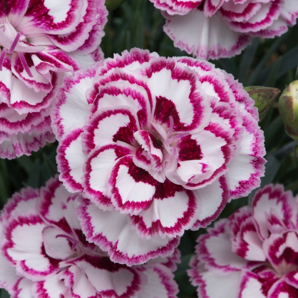 <i>Dianthus</i> 'Gran's Favourite'