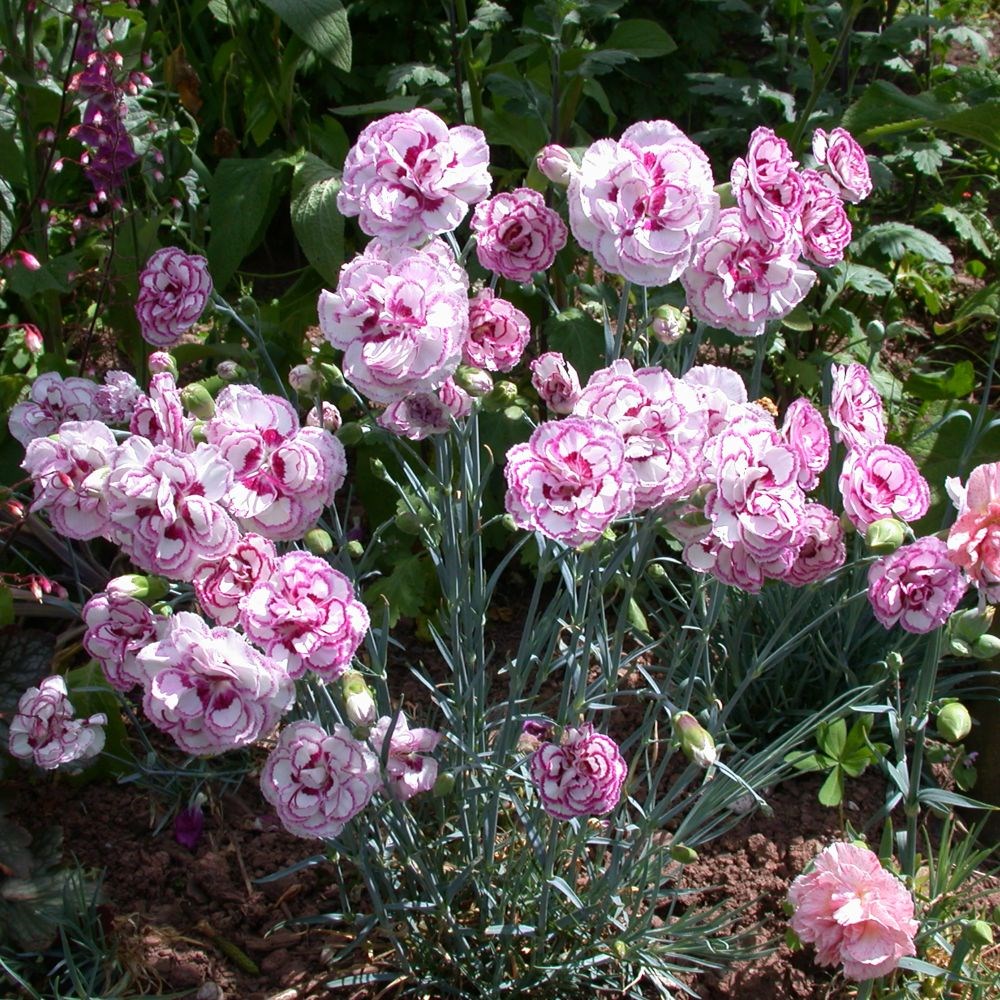 <i>Dianthus</i> 'Gran's Favourite'
