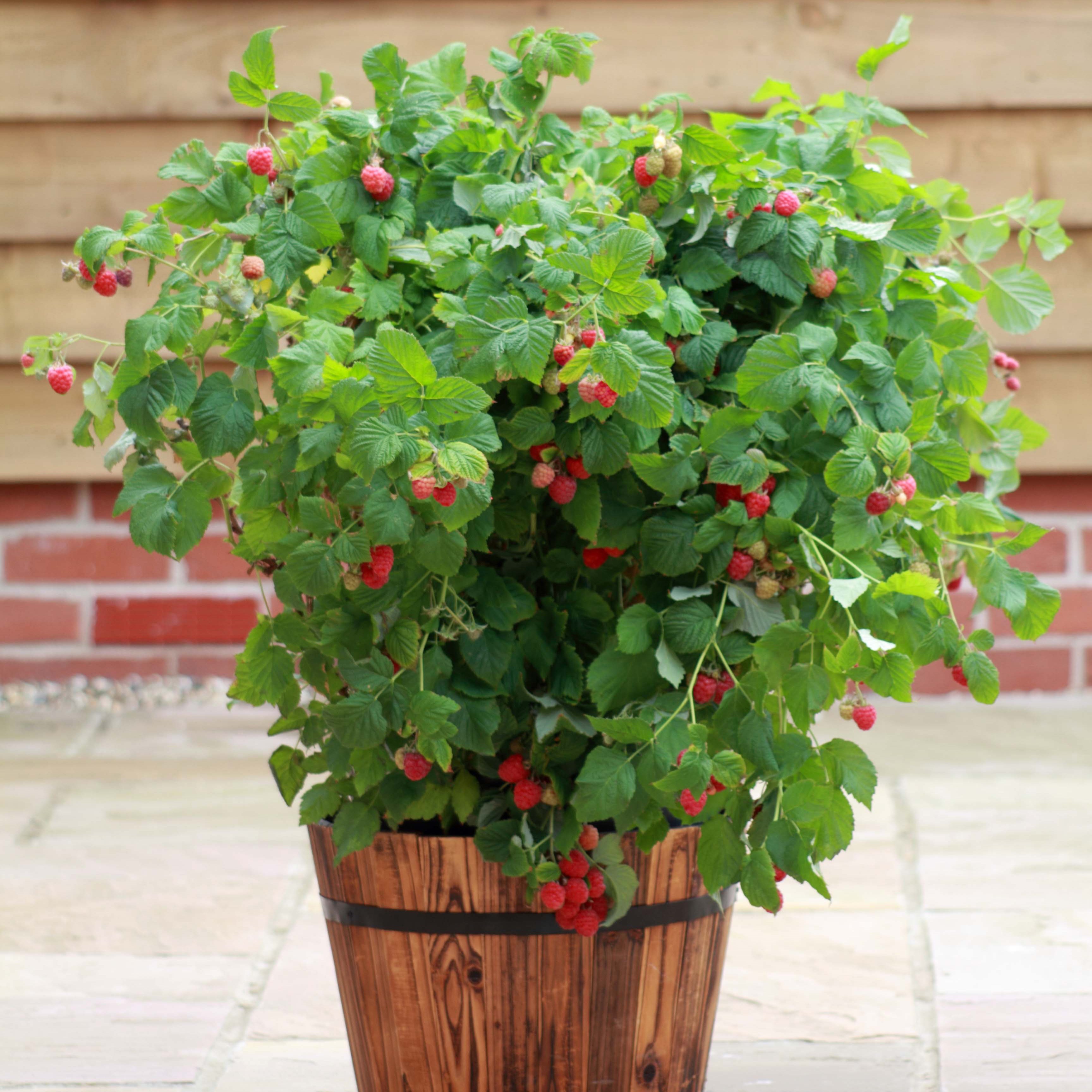 raspberry <b class=small-caps>Ruby Beauty</b> ('NR7') (PBR)