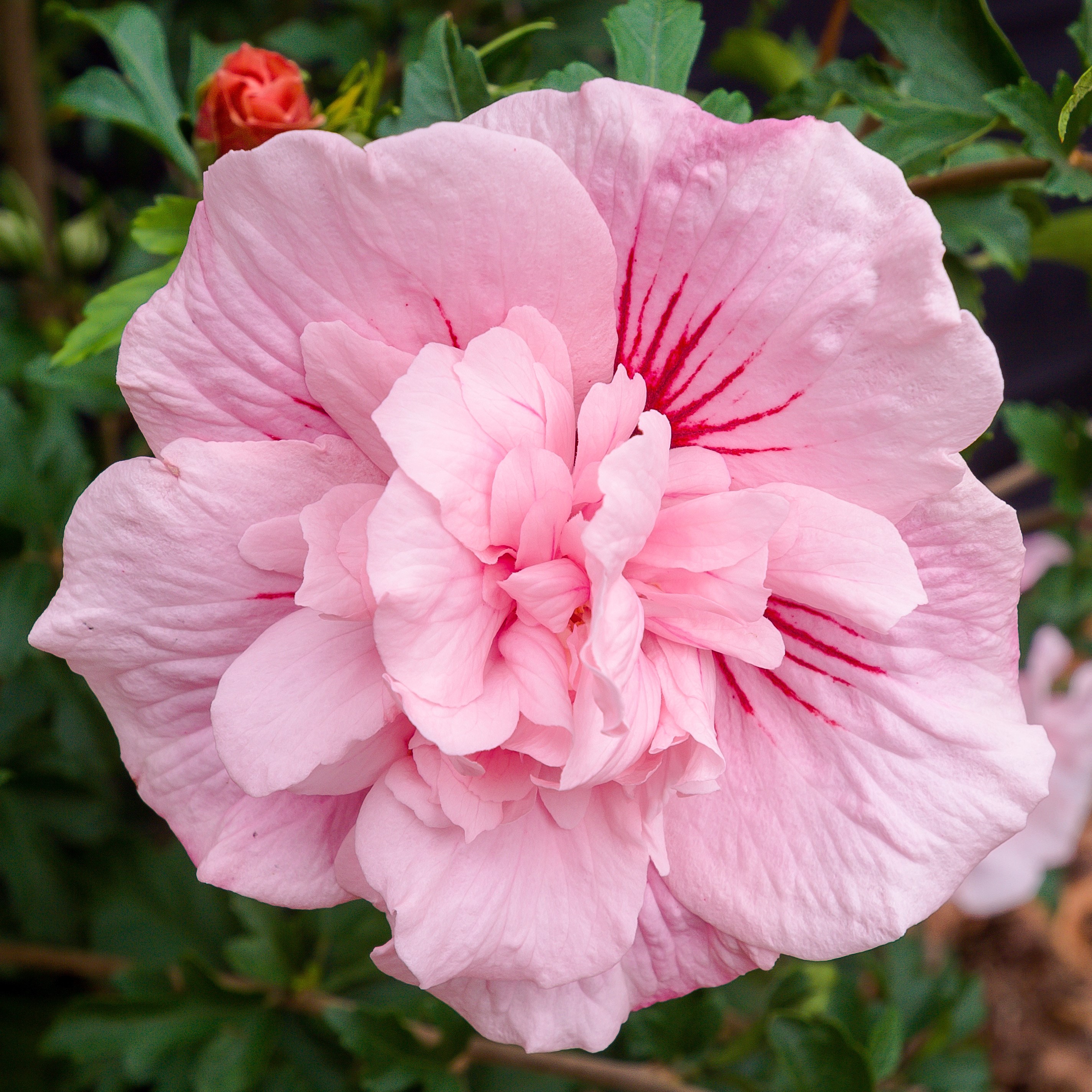 <i>Hibiscus syriacus</i> <b class=small-caps>Pink Chiffon</b> ('Jwnwood4') (PBR) (Chiffon Series)