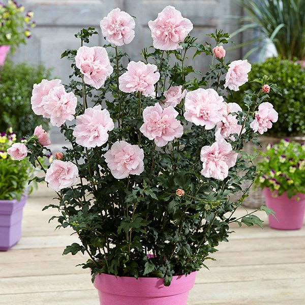 <i>Hibiscus syriacus</i> <b class=small-caps>Pink Chiffon</b> ('Jwnwood4') (PBR) (Chiffon Series)