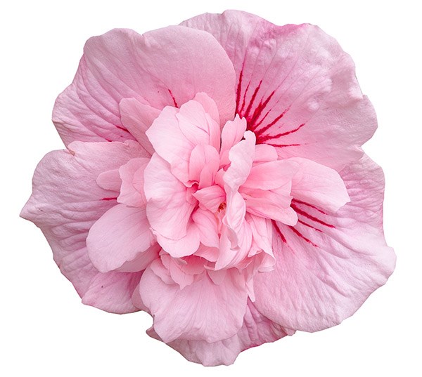 <i>Hibiscus syriacus</i> <b class=small-caps>Pink Chiffon</b> ('Jwnwood4') (PBR) (Chiffon Series)