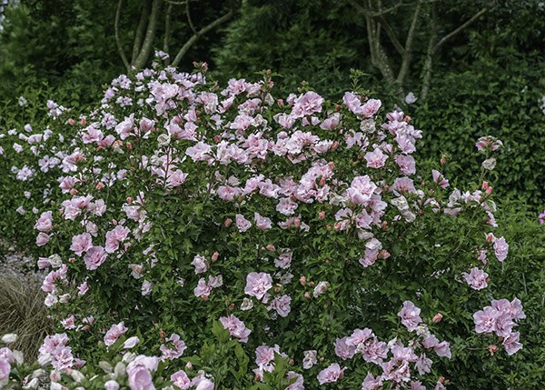 <i>Hibiscus syriacus</i> <b class=small-caps>Pink Chiffon</b> ('Jwnwood4') (PBR) (Chiffon Series)