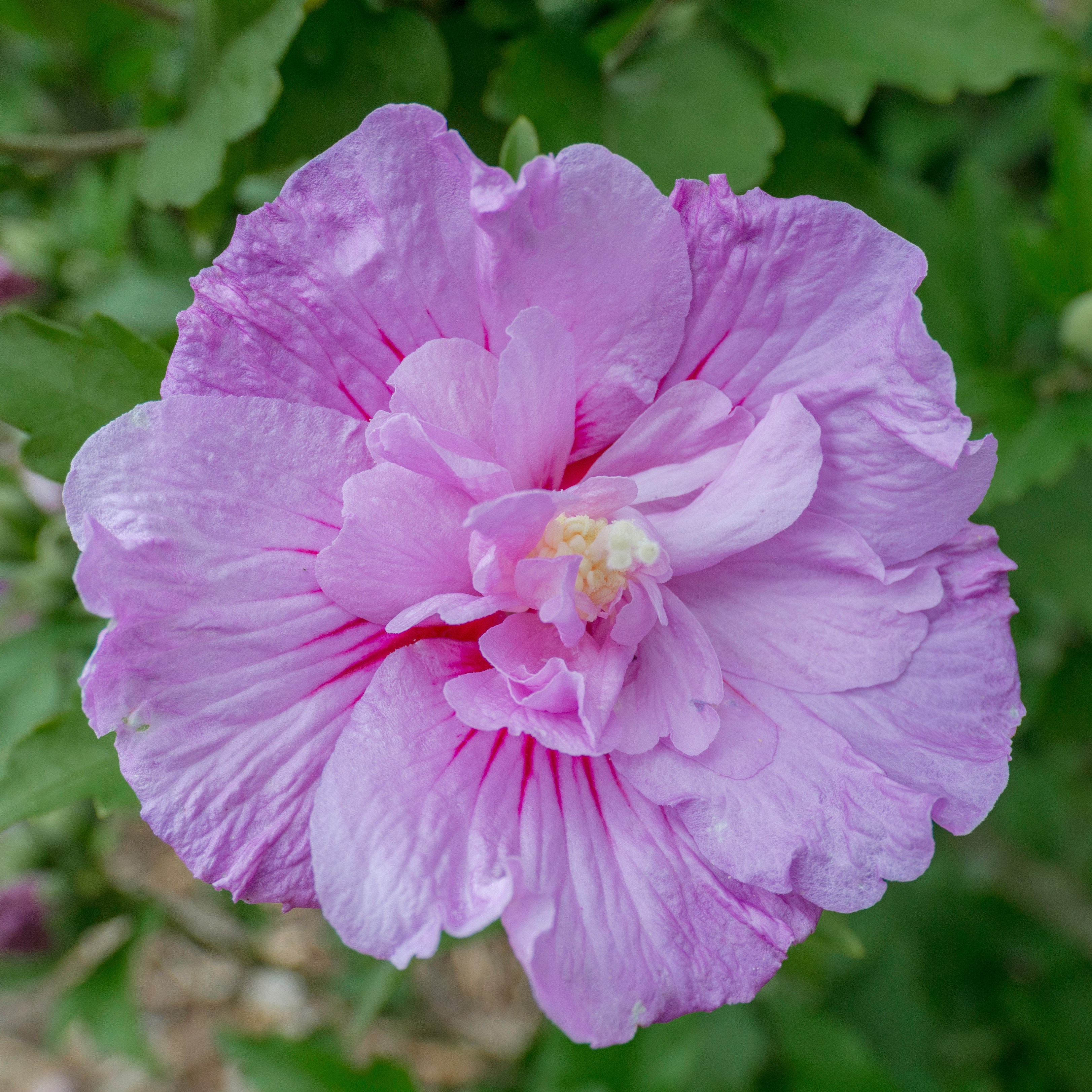 <i>Hibiscus syriacus</i> <b class=small-caps>Lavender Chiffon</b> ('Notwoodone') (PBR) (Chiffon Series)