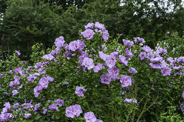 <i>Hibiscus syriacus</i> <b class=small-caps>Lavender Chiffon</b> ('Notwoodone') (PBR) (Chiffon Series)