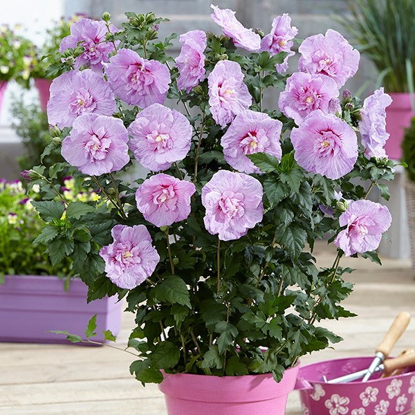 <i>Hibiscus syriacus</i> <b class=small-caps>Lavender Chiffon</b> ('Notwoodone') (PBR) (Chiffon Series)