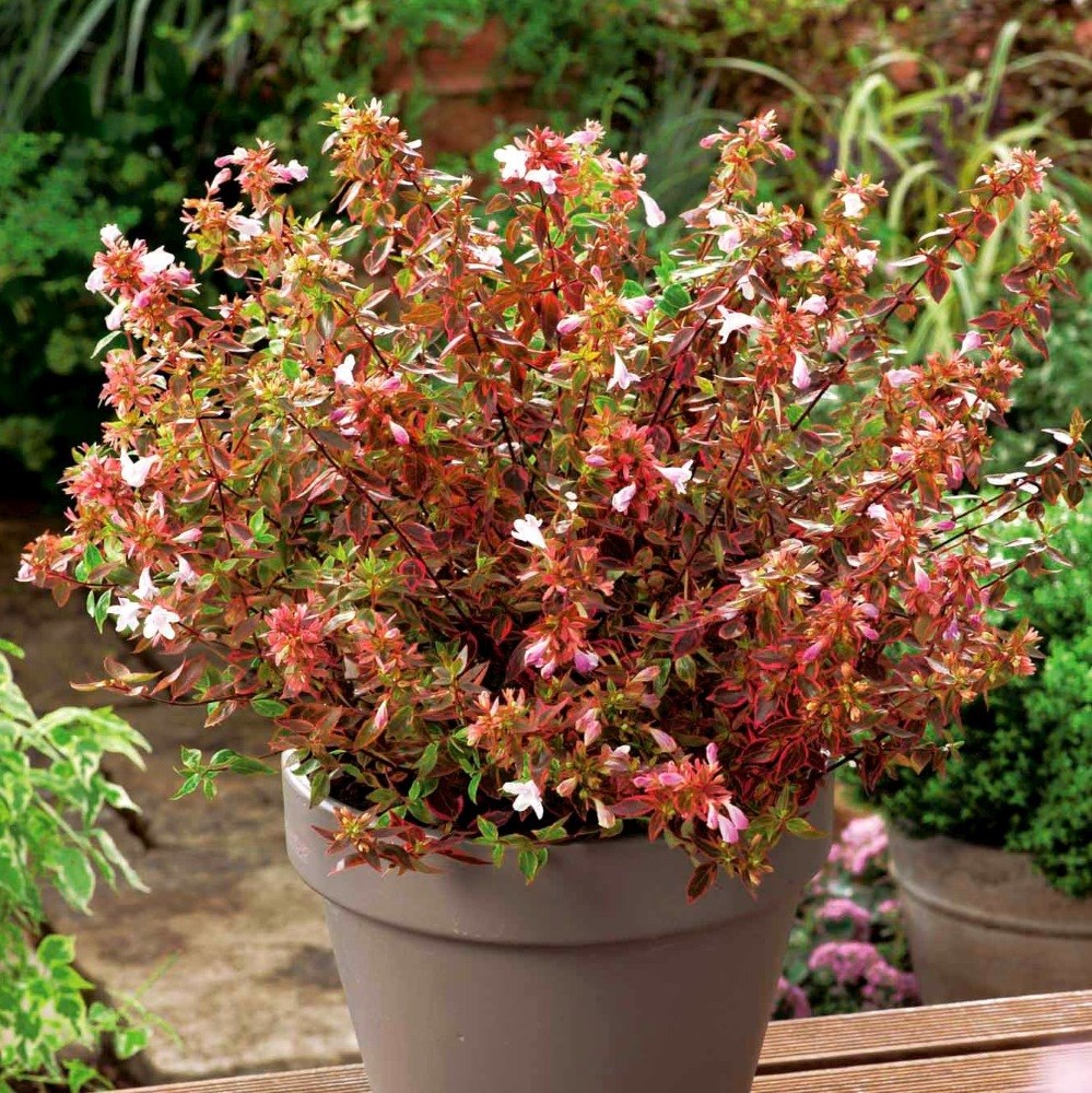 <i>Abelia</i> × <i>grandiflora</i> <b class=small-caps>Sunshine Daydream</b> ('Abelops') (PBR)