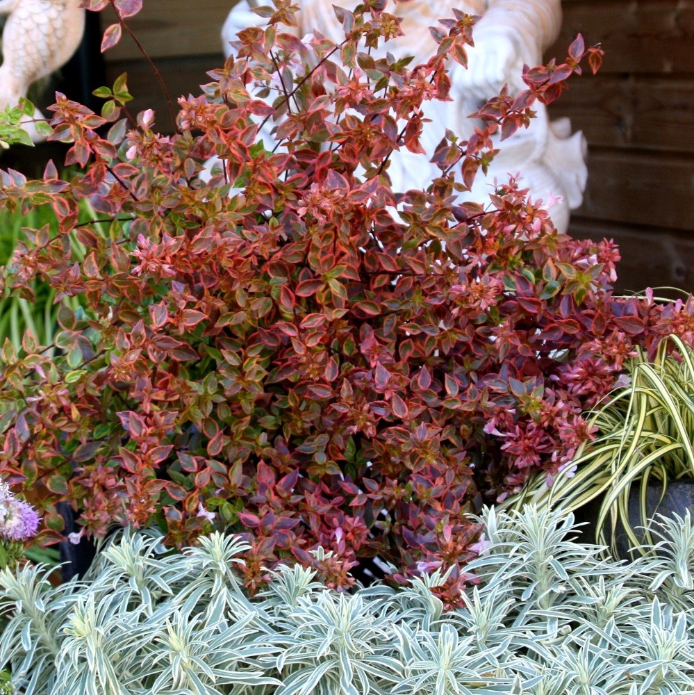 <i>Abelia</i> × <i>grandiflora</i> <b class=small-caps>Sunshine Daydream</b> ('Abelops') (PBR)