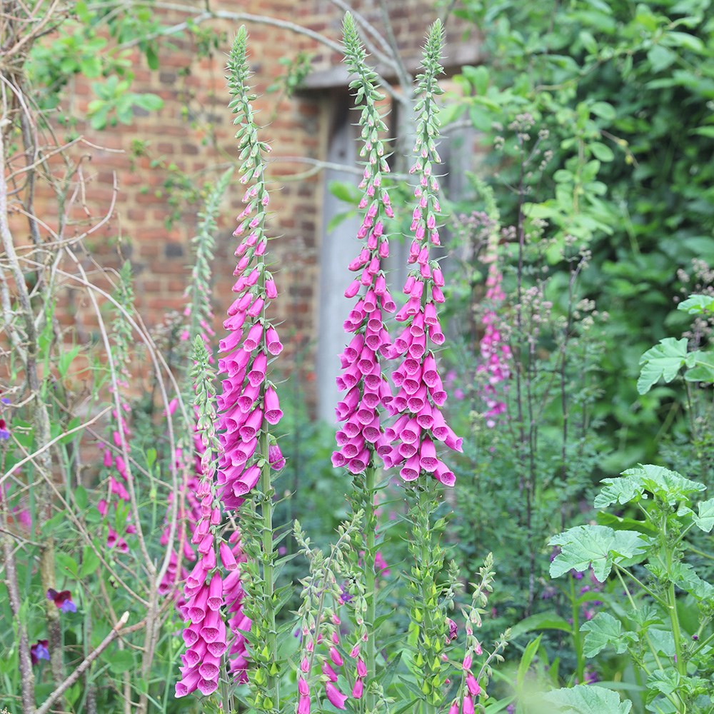 <i>Digitalis purpurea</i> 
