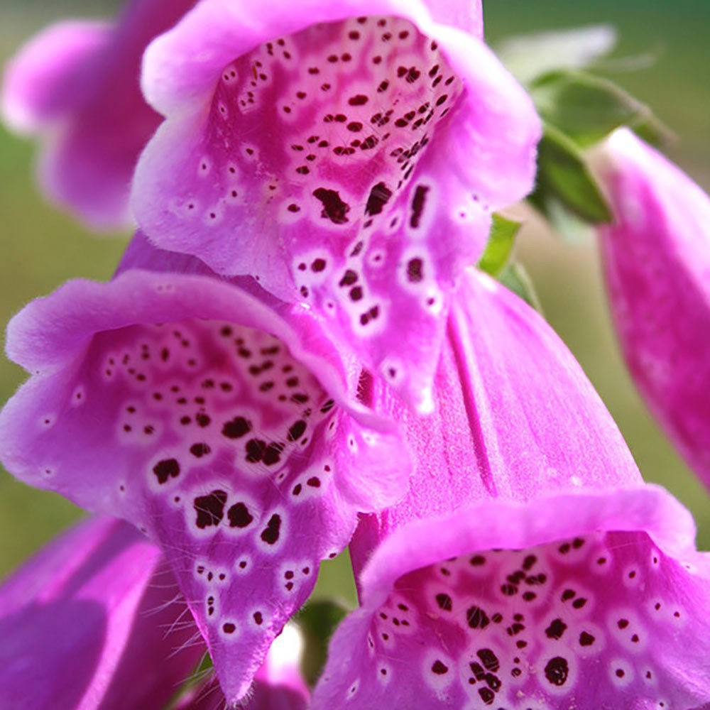 <i>Digitalis purpurea</i> 
