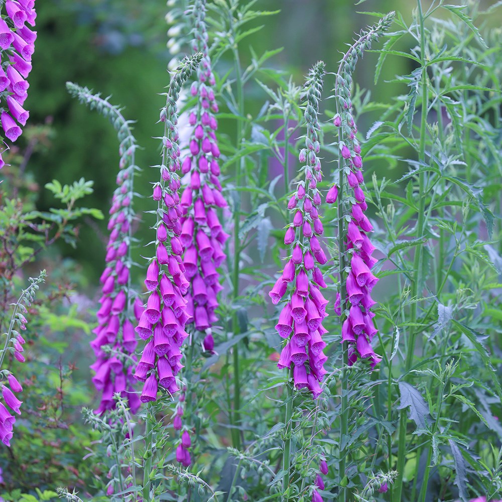 <i>Digitalis purpurea</i> 