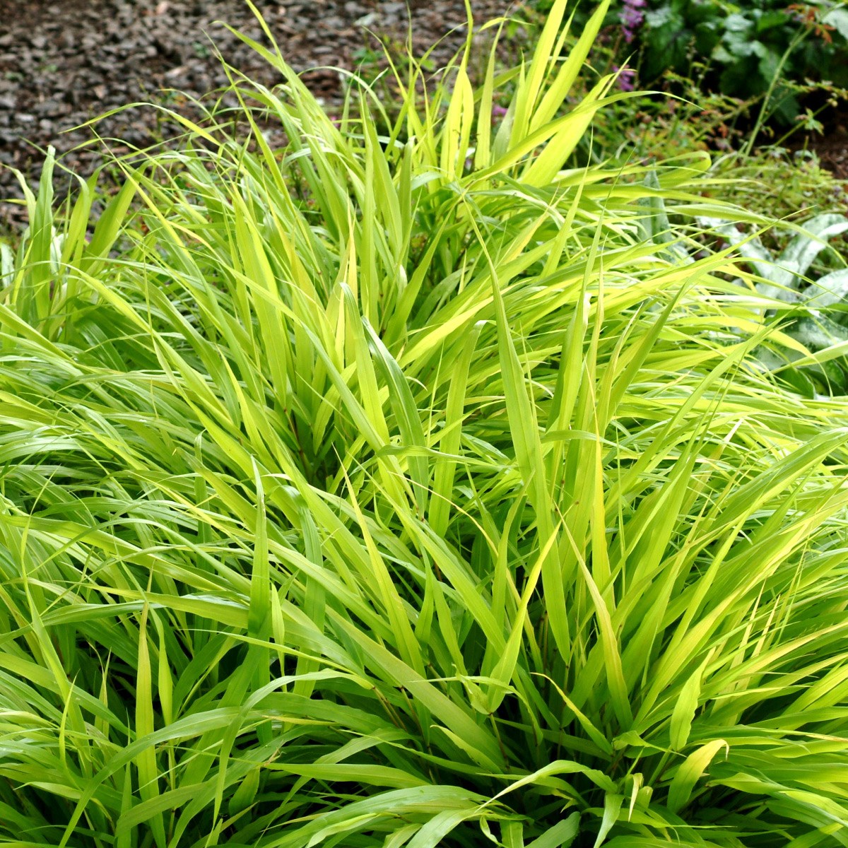 <i>Hakonechloa macra</i> 'All Gold'