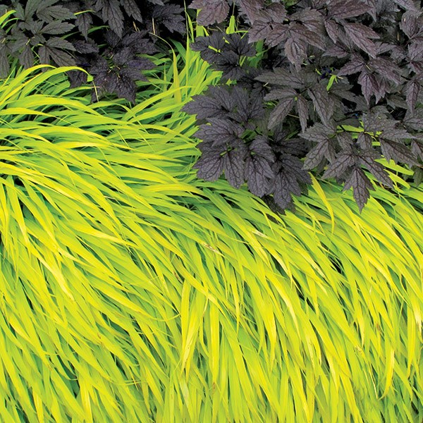 <i>Hakonechloa macra</i> 'All Gold'