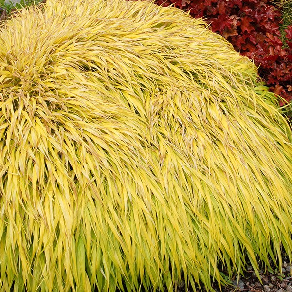 <i>Hakonechloa macra</i> 'All Gold'