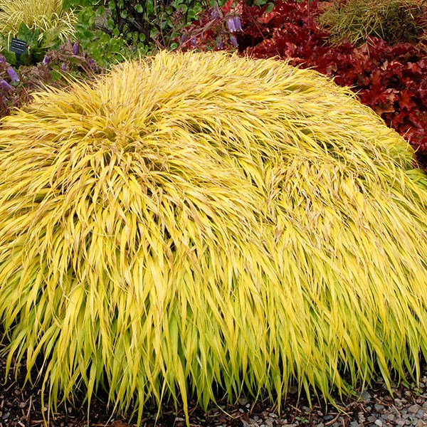 <i>Hakonechloa macra</i> 'All Gold'