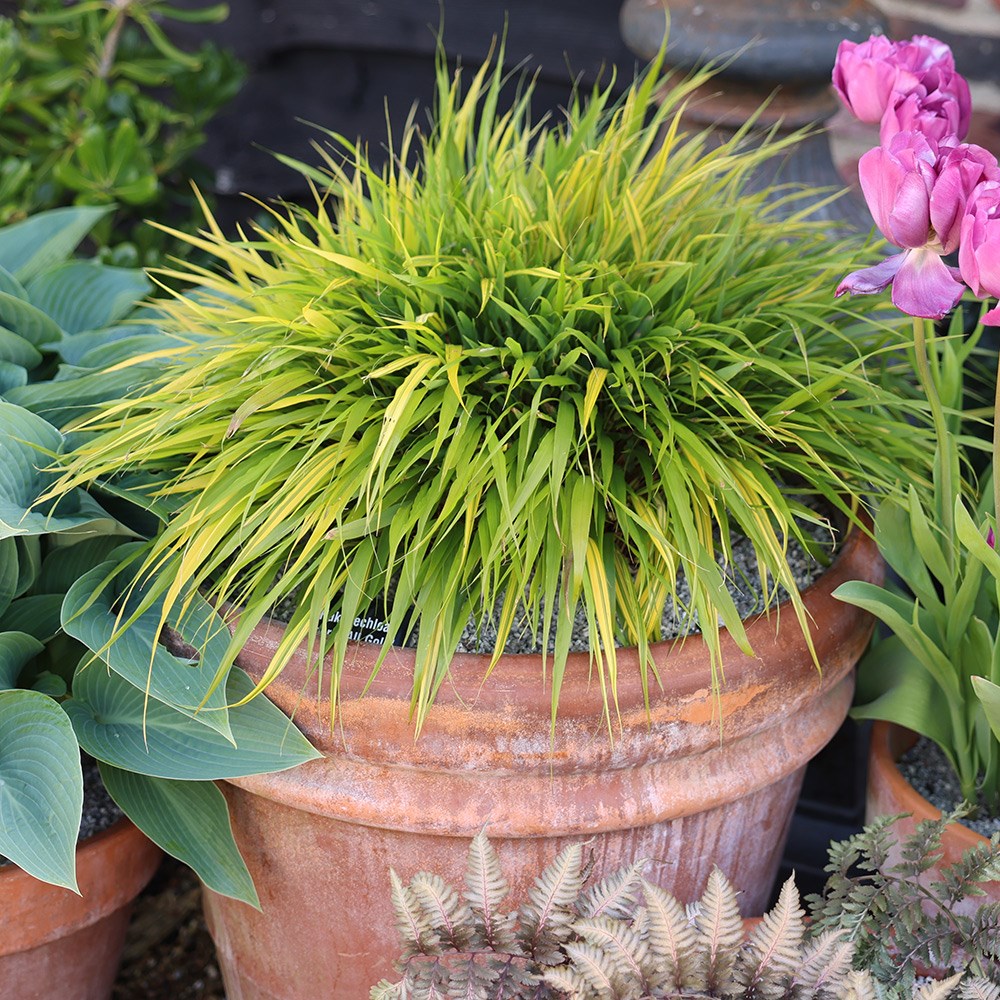<i>Hakonechloa macra</i> 'All Gold'