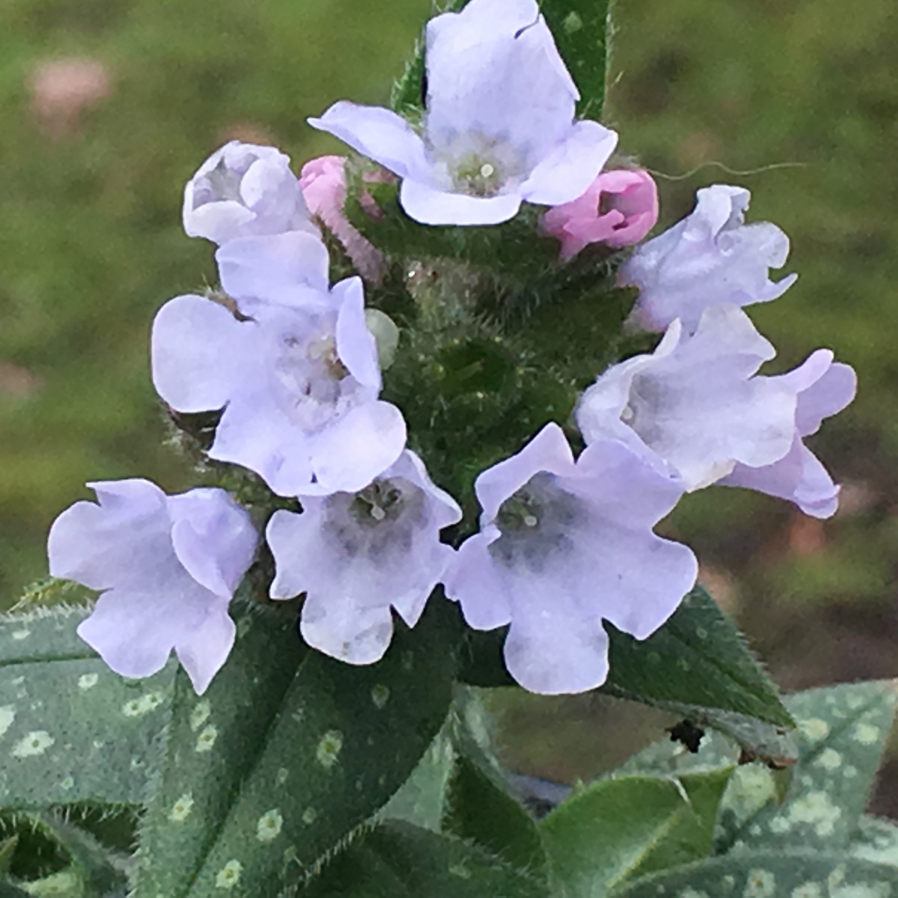<i>Pulmonaria</i> <b class=small-caps>Opal</b> ('Ocupol') 