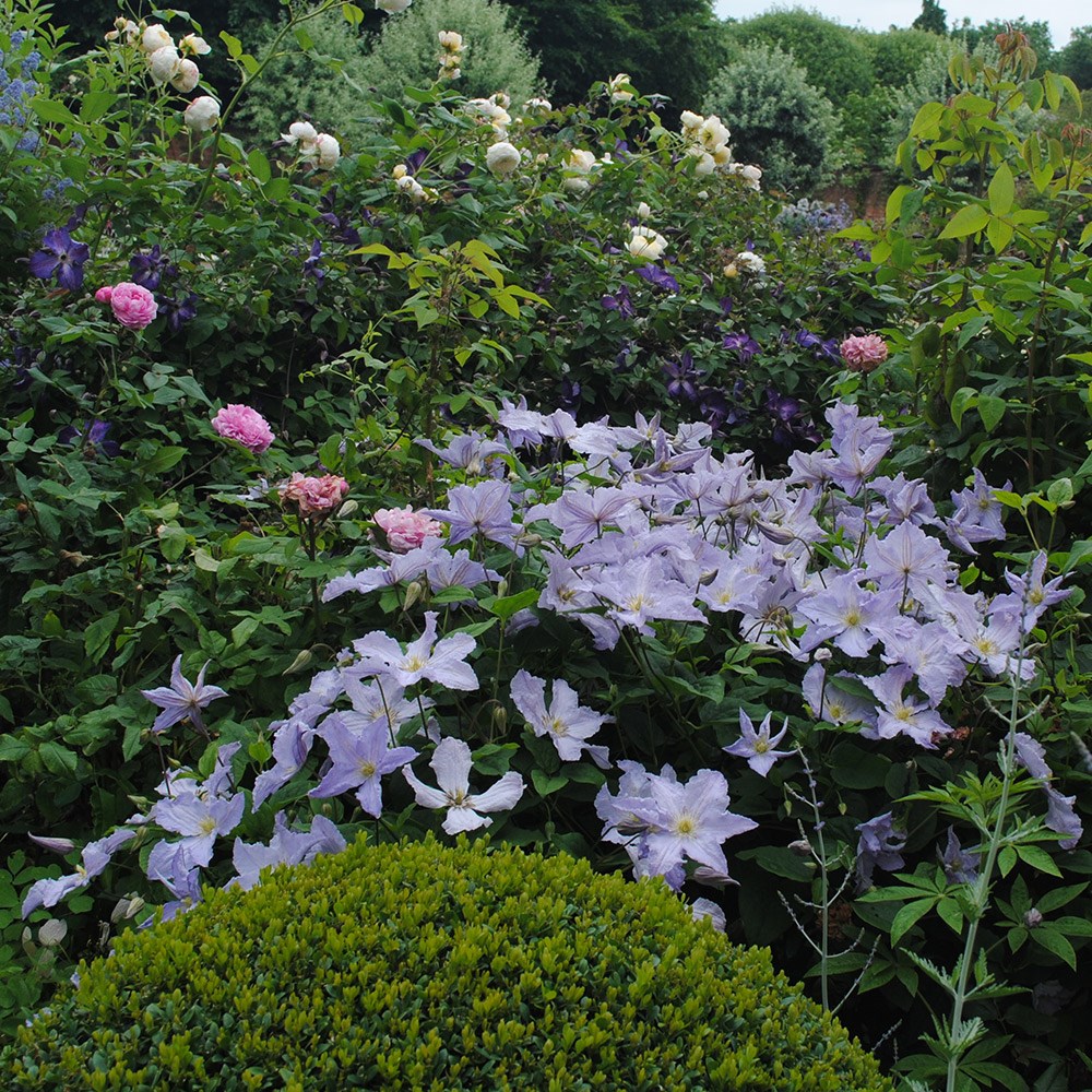 <i>Clematis</i> 'Blue Angel'
