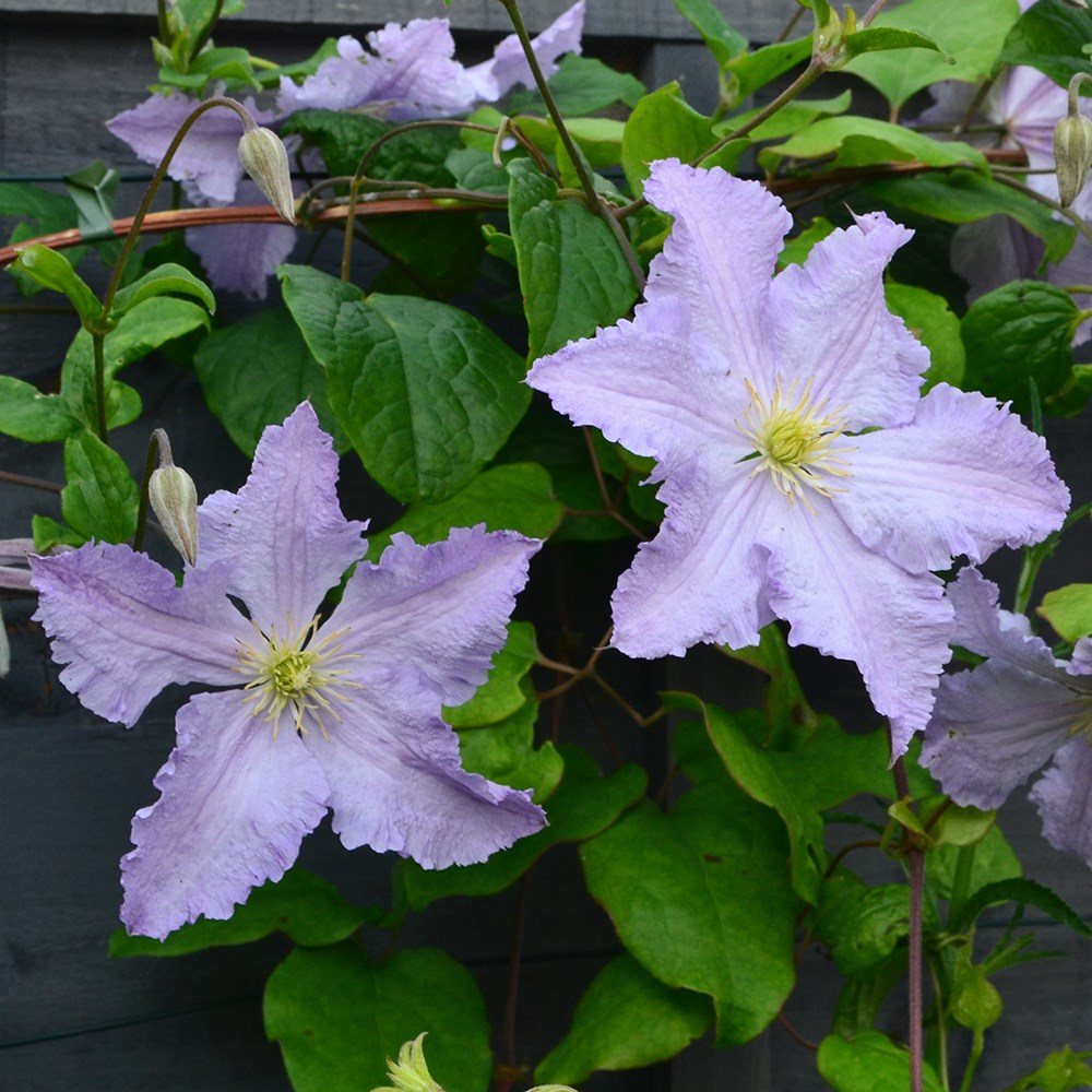 <i>Clematis</i> 'Blue Angel'