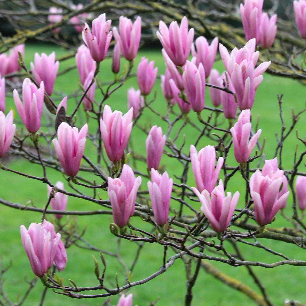<i>Magnolia</i> 'Heaven Scent'