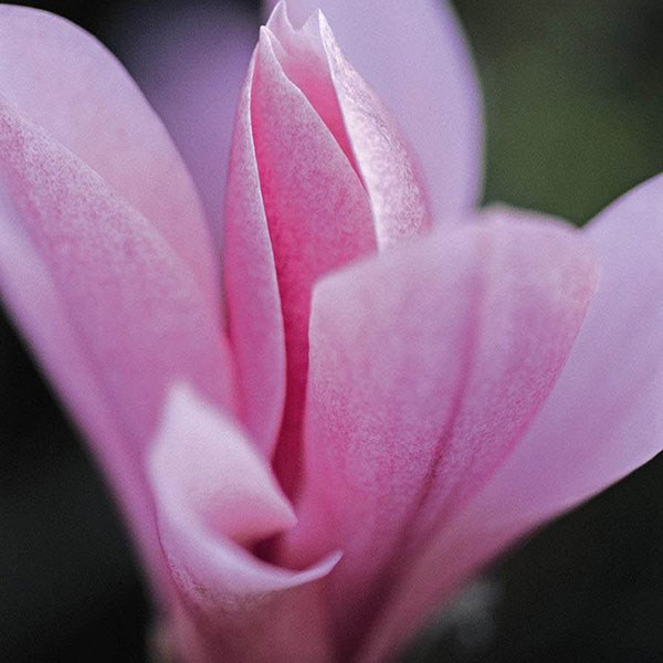 <i>Magnolia</i> 'Heaven Scent'