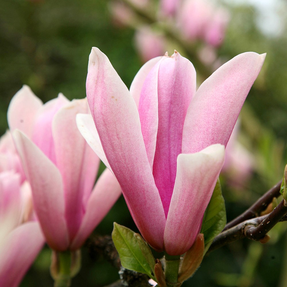 <i>Magnolia</i> 'Heaven Scent'