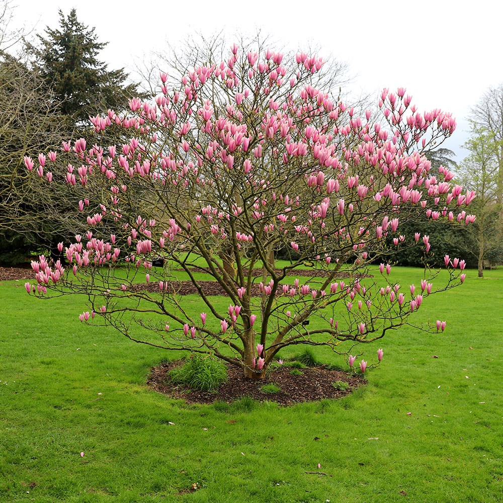 <i>Magnolia</i> 'Heaven Scent'