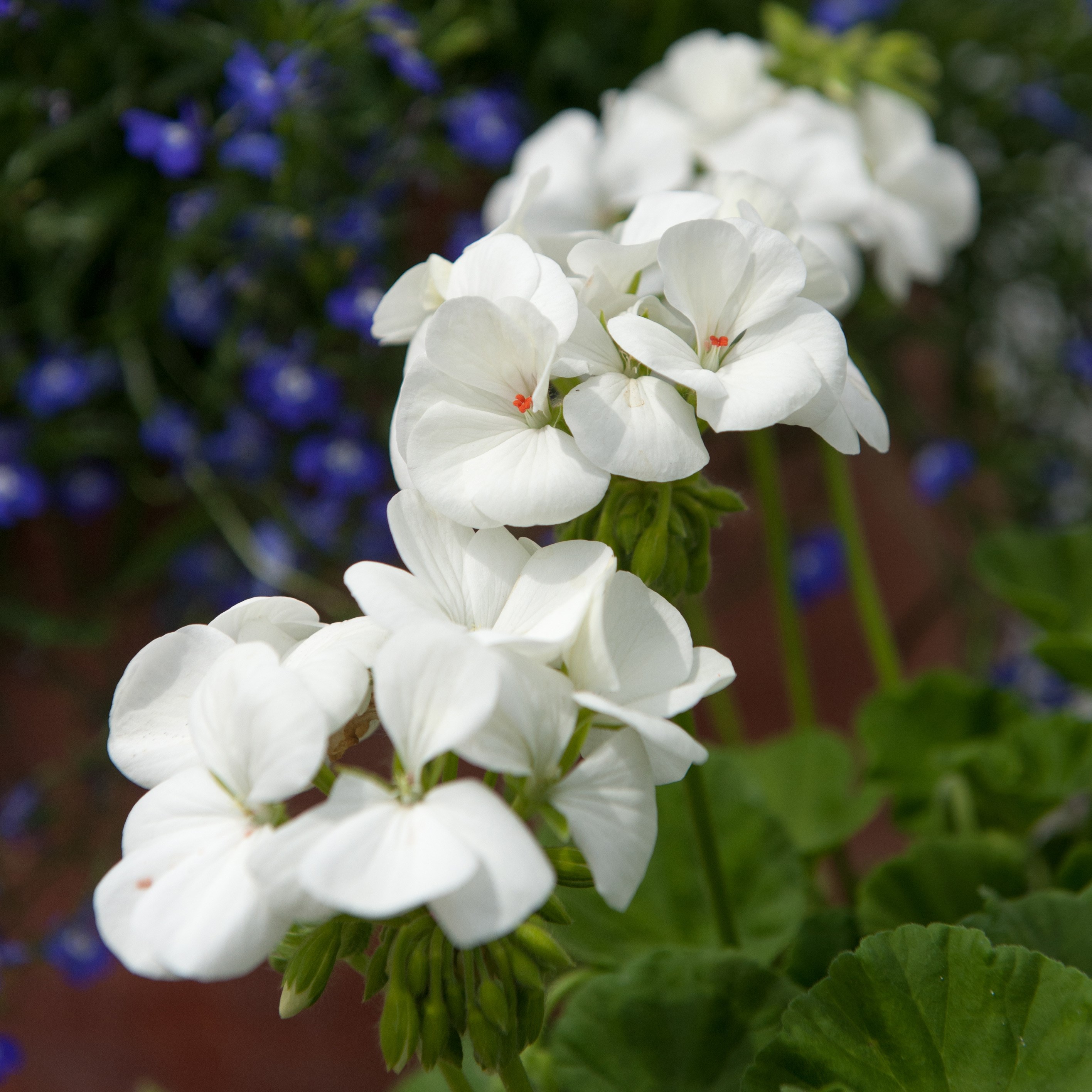 <i>Geranium</i> 'White'