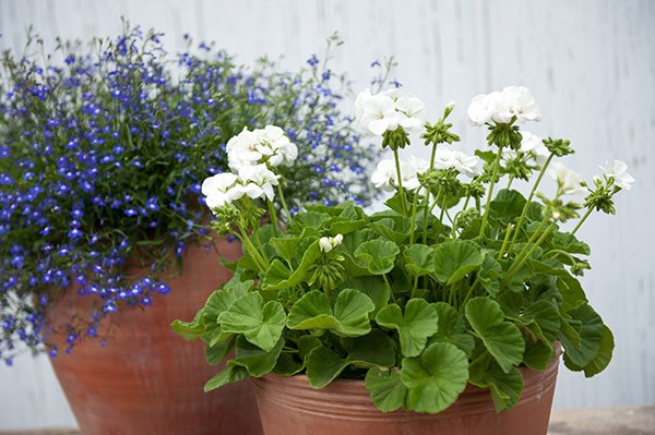 <i>Geranium</i> 'White'