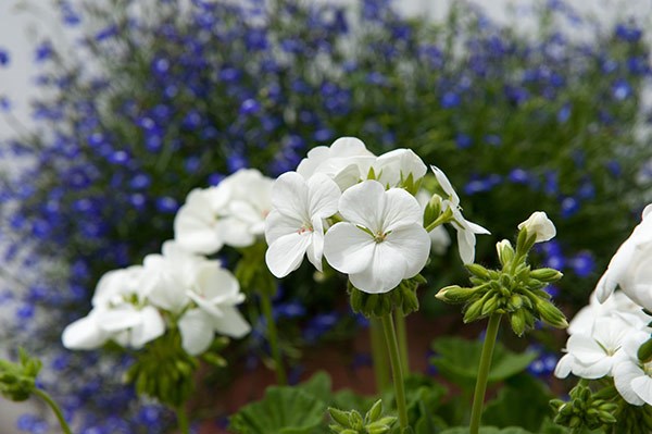 <i>Geranium</i> 'White'
