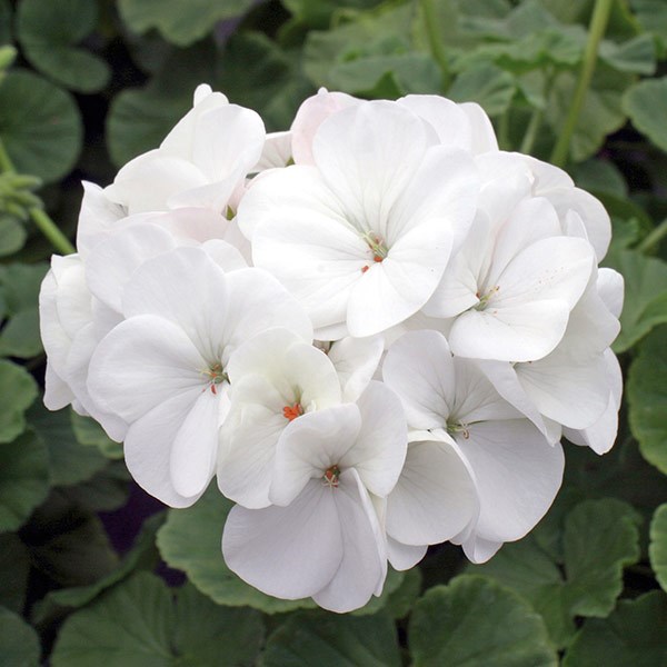 <i>Geranium</i> 'White'