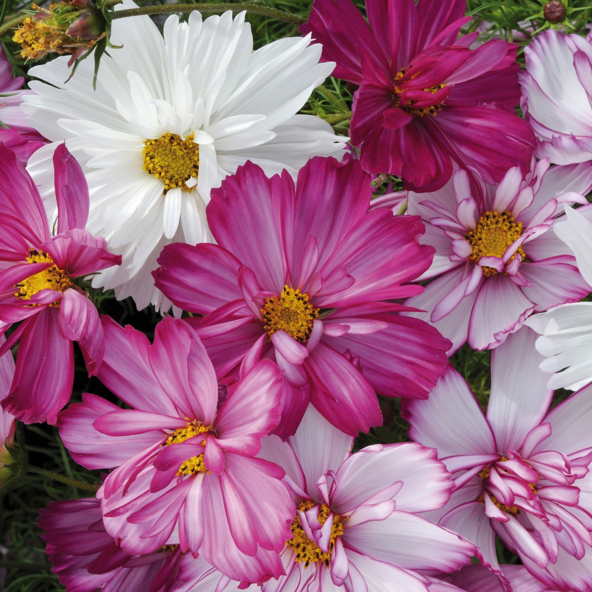 <i>Cosmos bipinnatus</i> 'Razzmatazz Series'