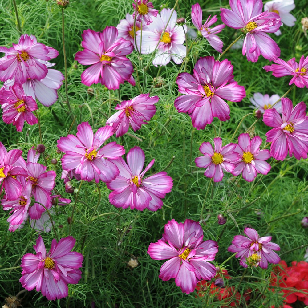<i>Cosmos bipinnatus</i> 'Razzmatazz Series'