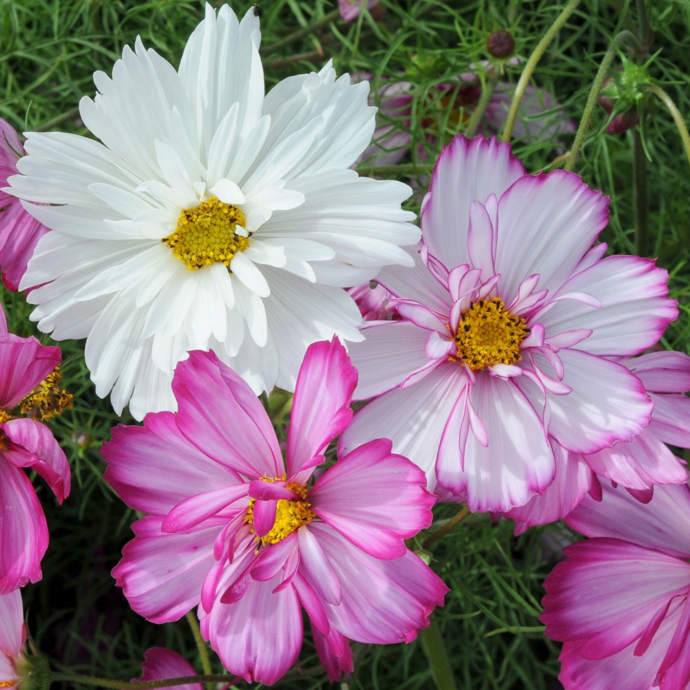 <i>Cosmos bipinnatus</i> 'Razzmatazz Series'
