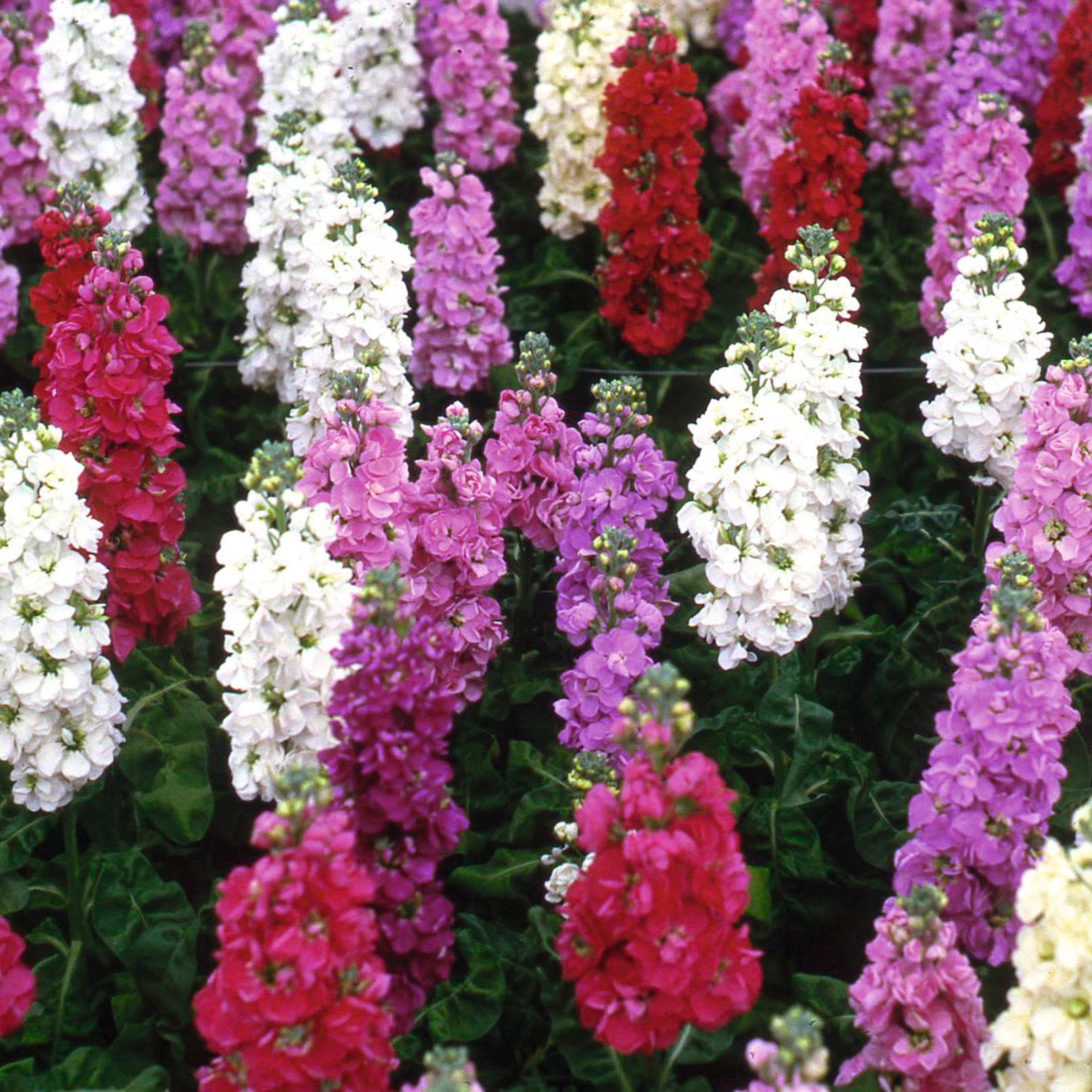 Stocks 'Fragrance Mixed'