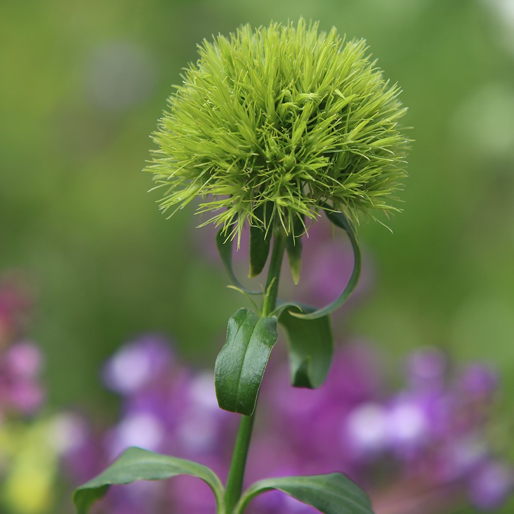<i>Dianthus barbatus</i> 'Green Wicky' (PBR)