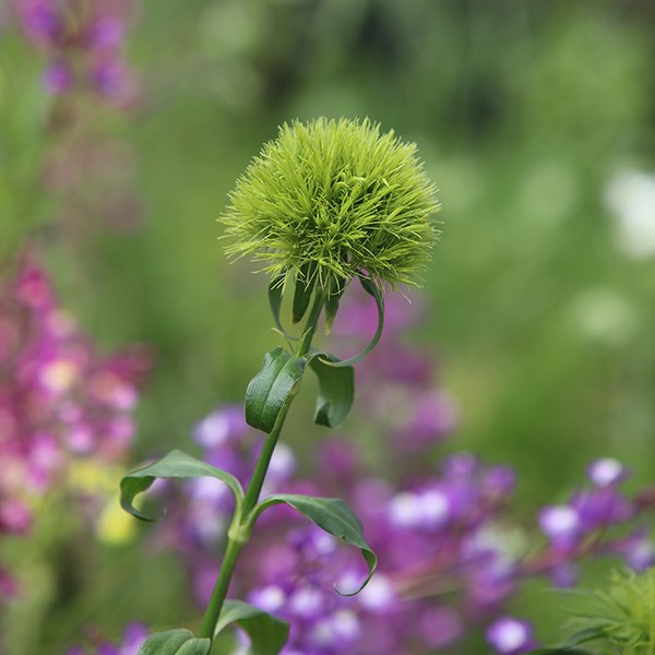 <i>Dianthus barbatus</i> 'Green Wicky' (PBR)