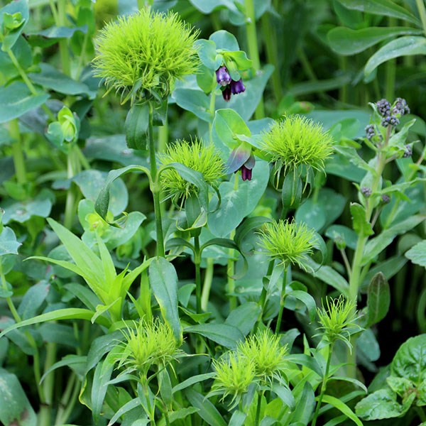 <i>Dianthus barbatus</i> 'Green Wicky' (PBR)