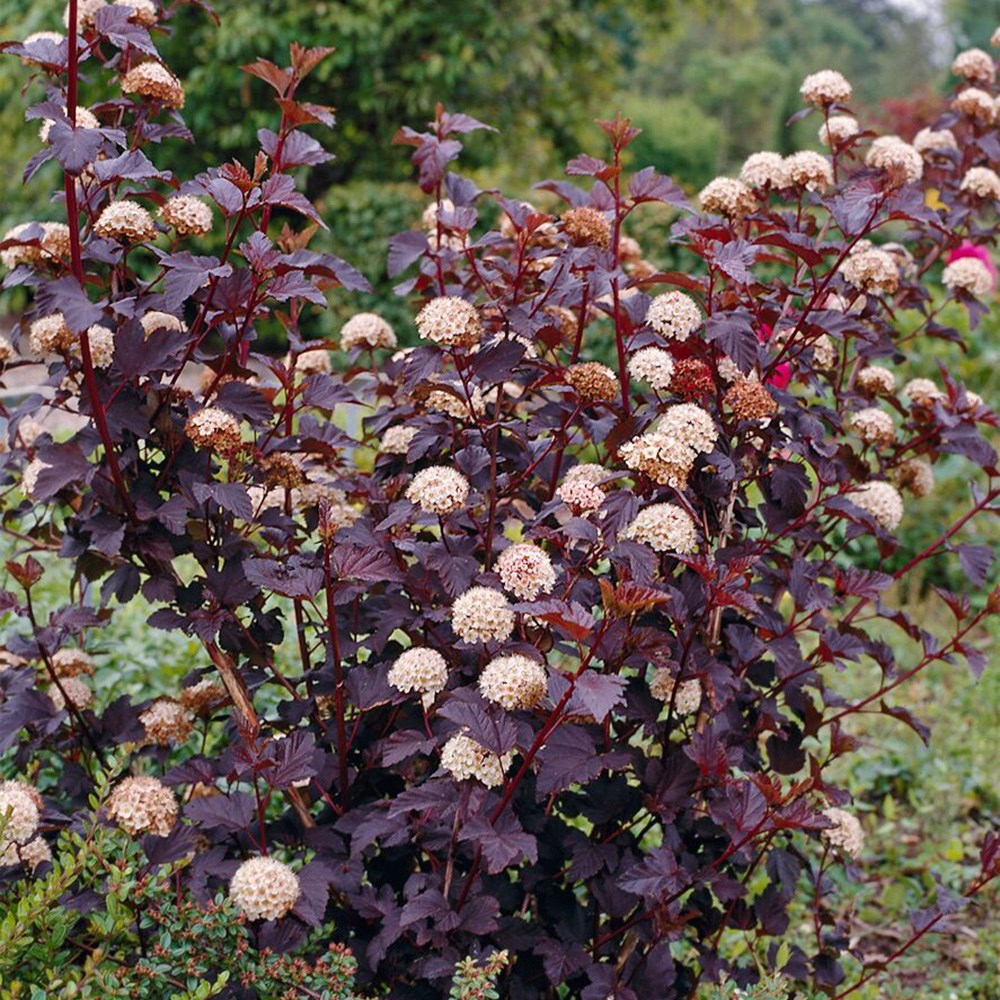 <i>Physocarpus opulifolius</i> 'Diabolo'