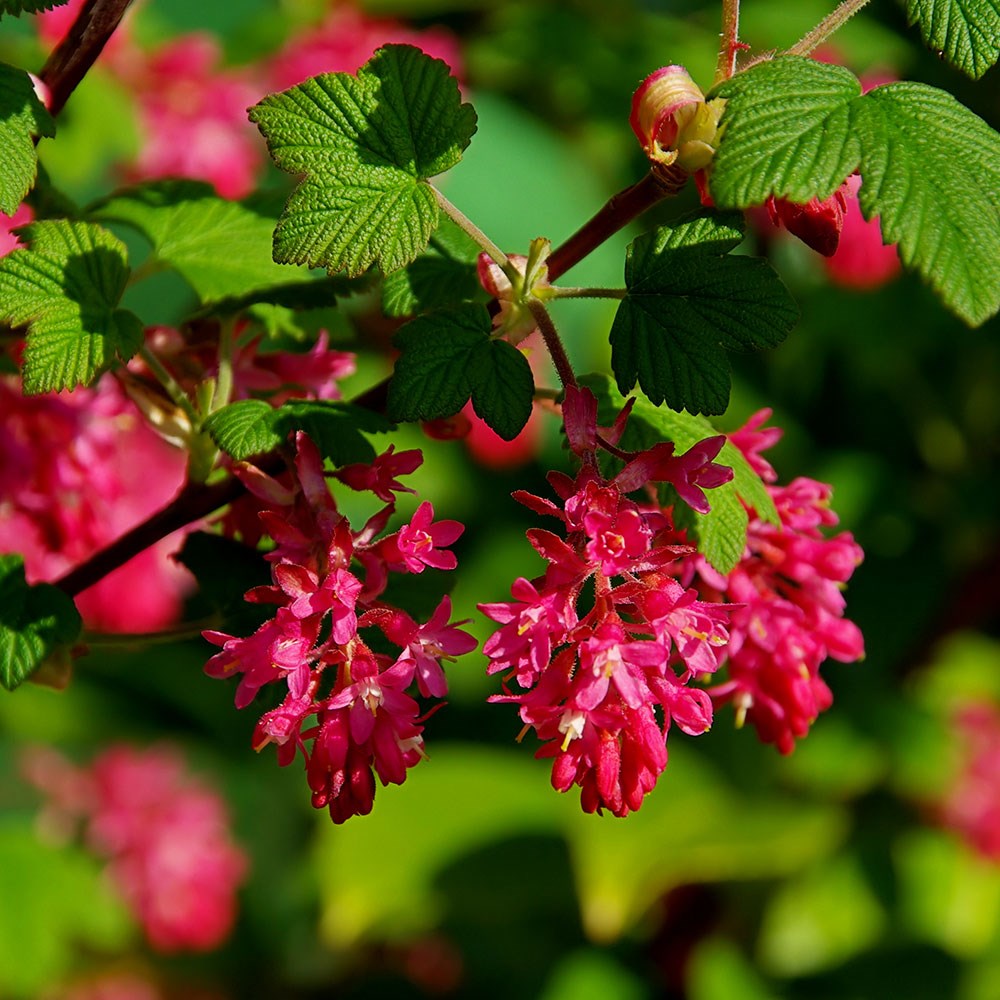 <i>Ribes sanguineum</i> 'King Edward VII'
