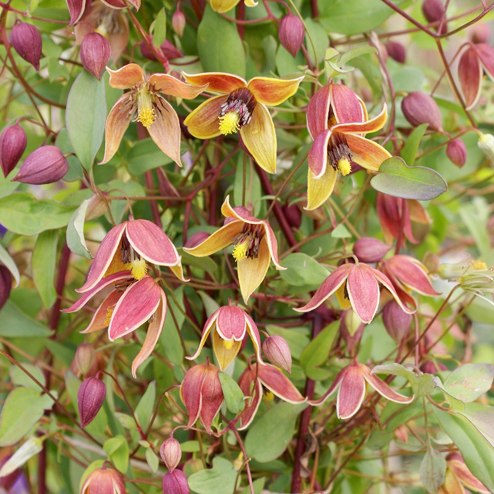 <i>Clematis</i> 'My Angel' (PBR)